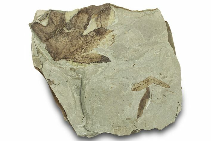 Fossil Leaf Plate - Green River Formation, Utah #323389